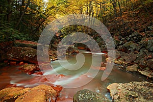 Blackwater river in forest