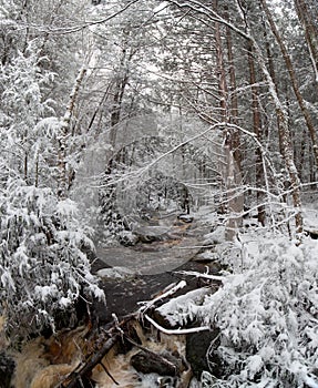 Blackwater State park trail with snow and ice
