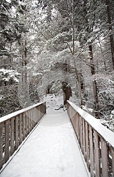 Blackwater State park trail with snow and ice