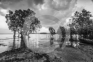 Blackwhite Photos landscape Wonderful Bintan Indonesia