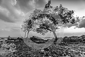 Blackwhite Photos landscape Wonderful Bintan Indonesia