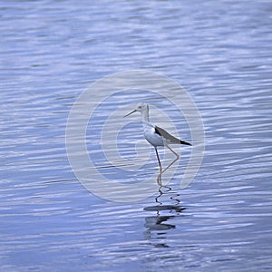 Blackwinged Stilt