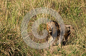 Blacky, the stately lion - Lower Zambesi NP Zambia photo