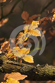 Blad van Beuk, Beech leaves