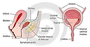 Bladder anatomy and relation to uterus