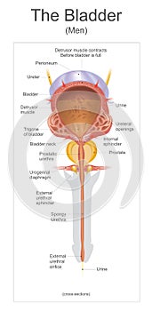 The bladder.