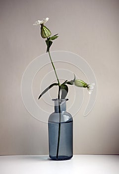 Bladder campion flower