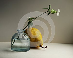 Bladder campion flower