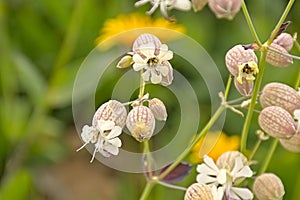 Bladder campion flowers in the mountains