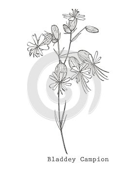 Bladder campion flowers. Set of drawing cornflowers, floral elements, hand drawn botanical illustration. Good for cosmetics,