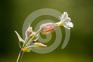 Bladder Campion - Silene vulgaris