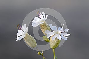 Bladder Campion, Silene vulgaris, edible plant