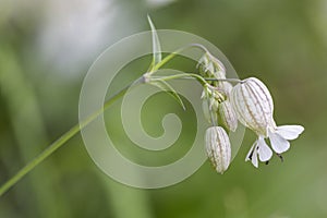 Bladder campion (Silene vulgaris) flower