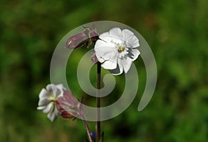 Bladder campion (Silene vulgaris) flower