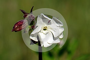 Bladder campion (Silene vulgaris) flower