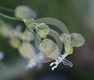 Bladder campion, Silene vulgaris, maidenstears