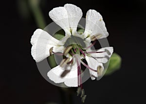 Bladder campion, Silene vulgaris, maidenstears