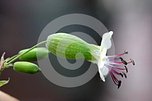 Bladder campion, Silene vulgaris, maidenstears