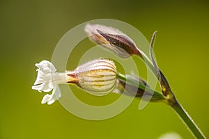 Bladder Campion - Silene vulgaris - Wildflowers