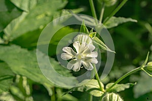 Bladder Campion â€“ Silene vulgaris