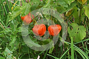 Bladder cherry