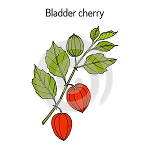 Bladder cherry Physalis alkekengi , medicinal plant