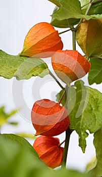 Bladder cherry plant with orange blossoms