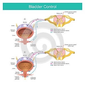 Bladder Control. The bladder muscles. photo