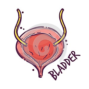 Bladder. Humans and animals internal organs. Medical theme for posters, leaflets, books, stickers. Human organ anatomy