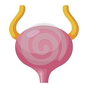 Bladder icon, muscular membranous sac in the abdomen