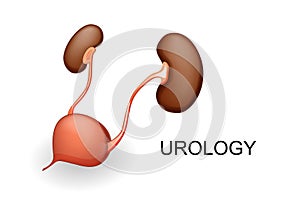 Bladder and kidneys.