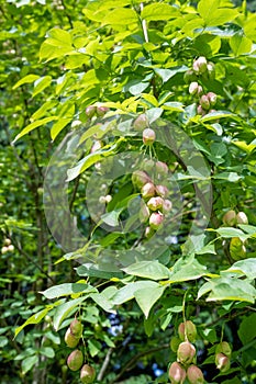 Bladder nut staphylea pinnata