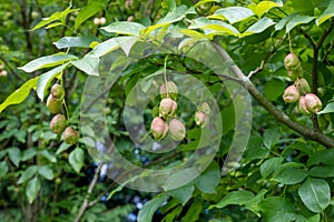 Bladder nut staphylea pinnata