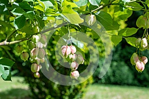 Bladder nut staphylea pinnata