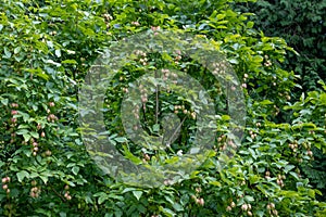 Bladder nut staphylea pinnata