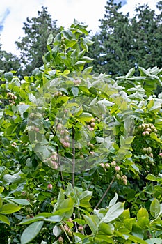 Bladder nut staphylea pinnata