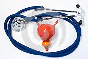 Bladder and prostate care and protection. Medical stethoscope folded into ring, surround bladder prostate, symbolizing care, prote