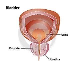 Bladder and Prostate medical illustration