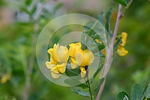Bladder-senna Colutea arborescens with pea-like yellow flower and bumblebee