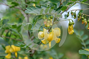 Bladder-senna Colutea arborescens with pea-like yellow-red flower photo