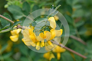 Bladder-senna Colutea arborescens with pea-like yellow-red flowers photo