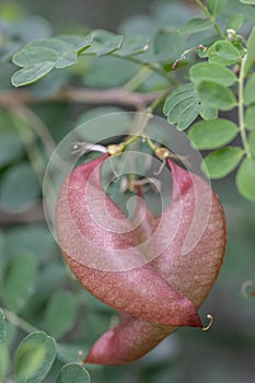 Bladder-senna Colutea arborescens puffy, two bladder-shaped fruits