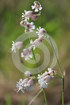 bladder Silene