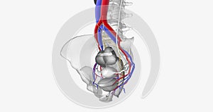 The bladder is supplied with oxygenated blood mainly by the superior and inferior vesical arteries