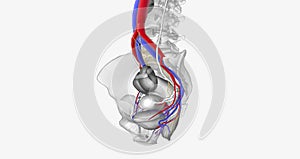 The bladder is supplied with oxygenated blood mainly by the superior and inferior vesical arteries