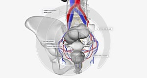 The bladder is supplied with oxygenated blood mainly by the superior and inferior vesical arteries