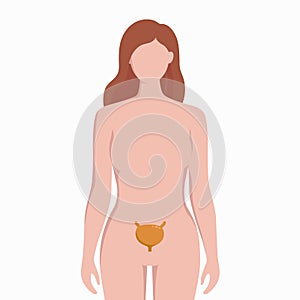 Bladder on woman body silhouette vector medical illustration isolated on white background. Human inner organ placed in