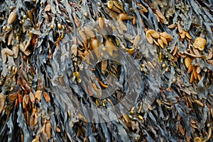 Bladder Wrack photo