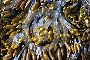 Bladder wrack photo