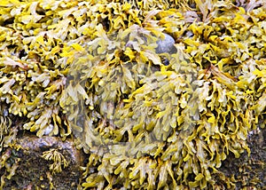 Bladder wrack photo